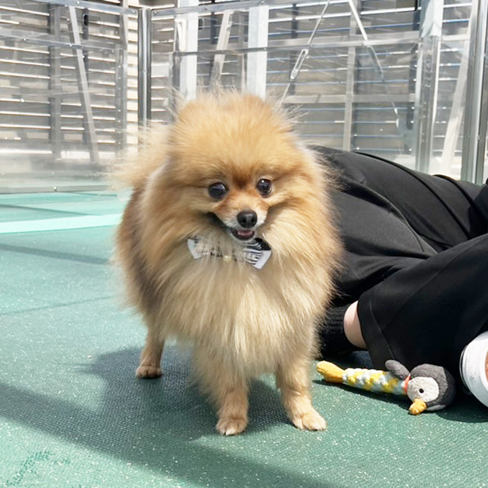 生徒が撮影したモデル犬写真♪②